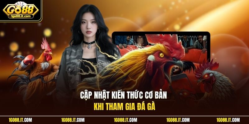 Cập nhật kiến thức cơ bản khi tham gia đá gà